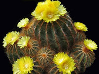 Parodia magnifica